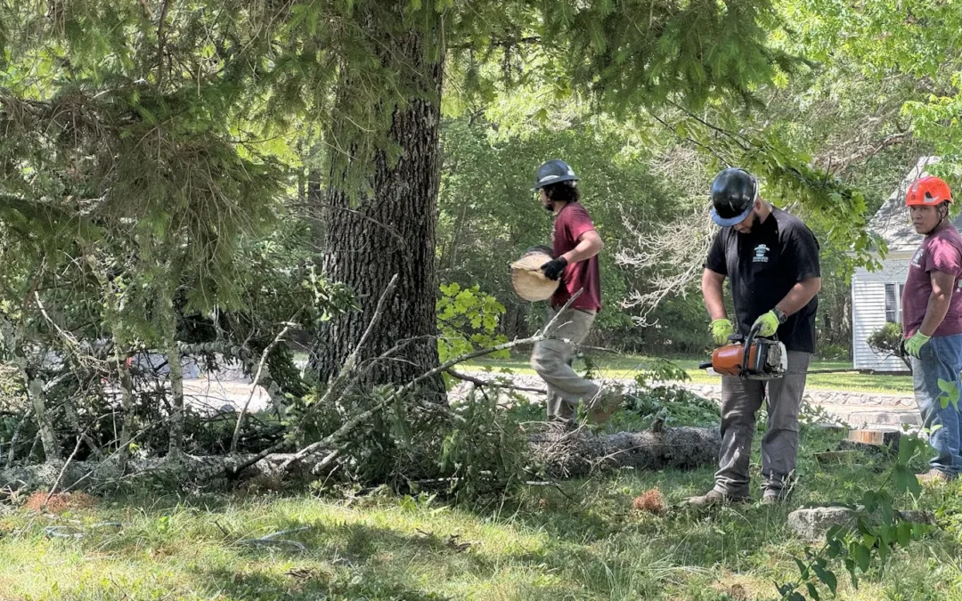 Take a Closer Look: The Trees Around Your House and Driveway This Fall