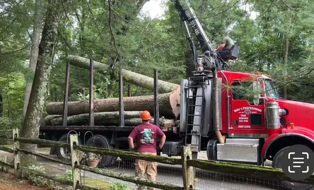 From Tree Removal to Cleanup: What to Expect From a Professional Tree Service