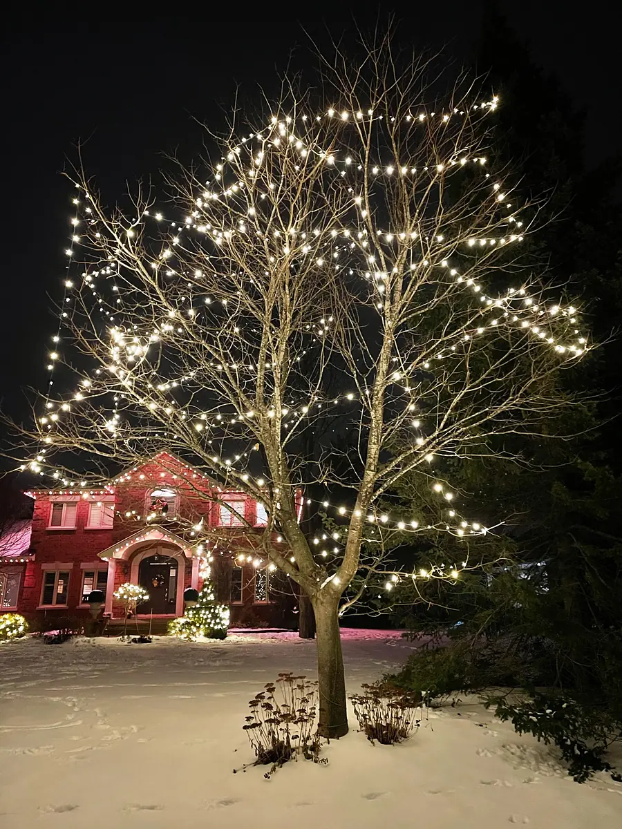 Front-yard tree wrapped in warm white holiday lights